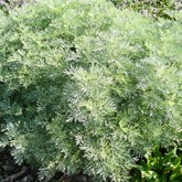 Powis Castle Silver Sage